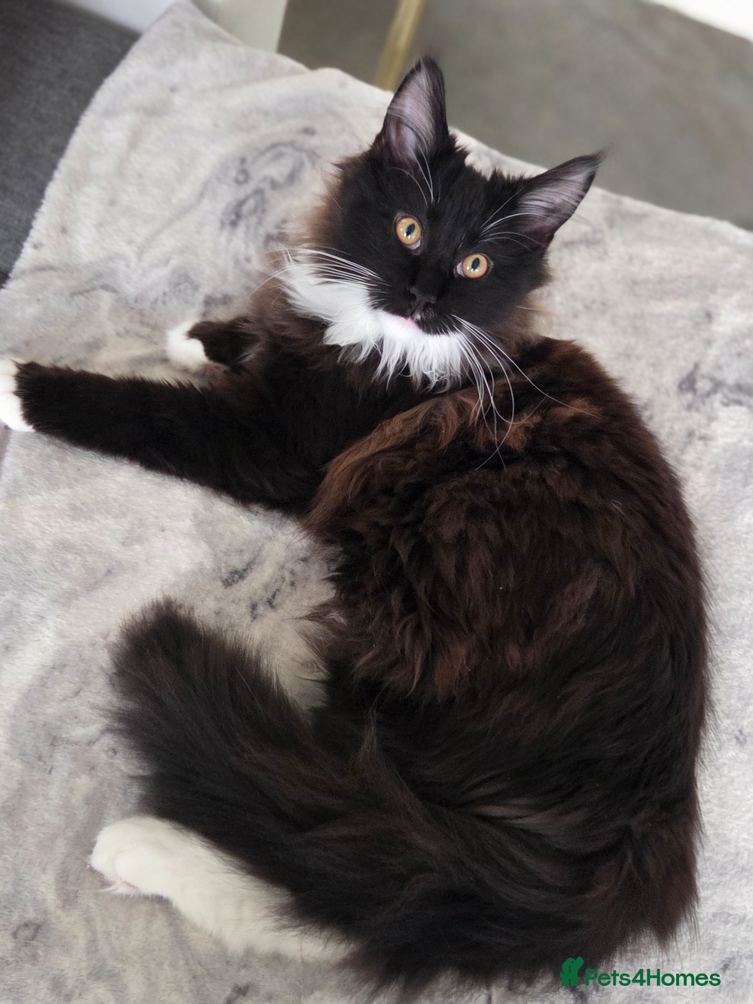 Maine Coon cats for sale: 2 kittens left XL Maine Coon TICA registered  - Advert 1