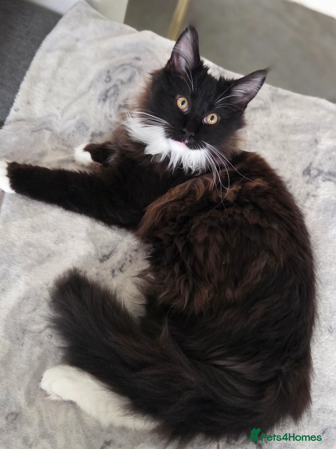 Maine Coon cats for sale: 2 kittens left XL Maine Coon TICA registered  - Advert 1