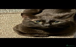 Mixed Breed cats for sale: Brothers looking for loving home  - Image 3