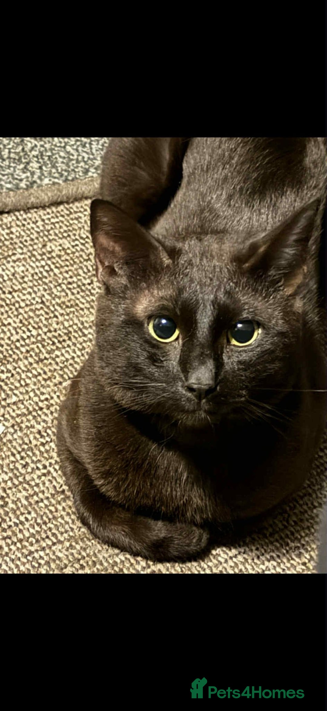 Mixed Breed cats for sale: Brothers looking for loving home  - Image 3