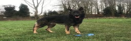German Shepherd dogs for stud: Gorgeous German Shepherd For Stud in Kidderminster - Advert 3