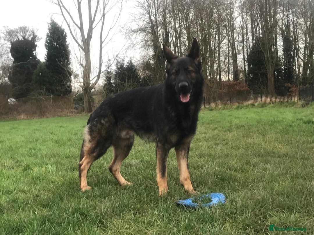 German Shepherd dogs for stud: Gorgeous German Shepherd For Stud in Kidderminster - Image 3