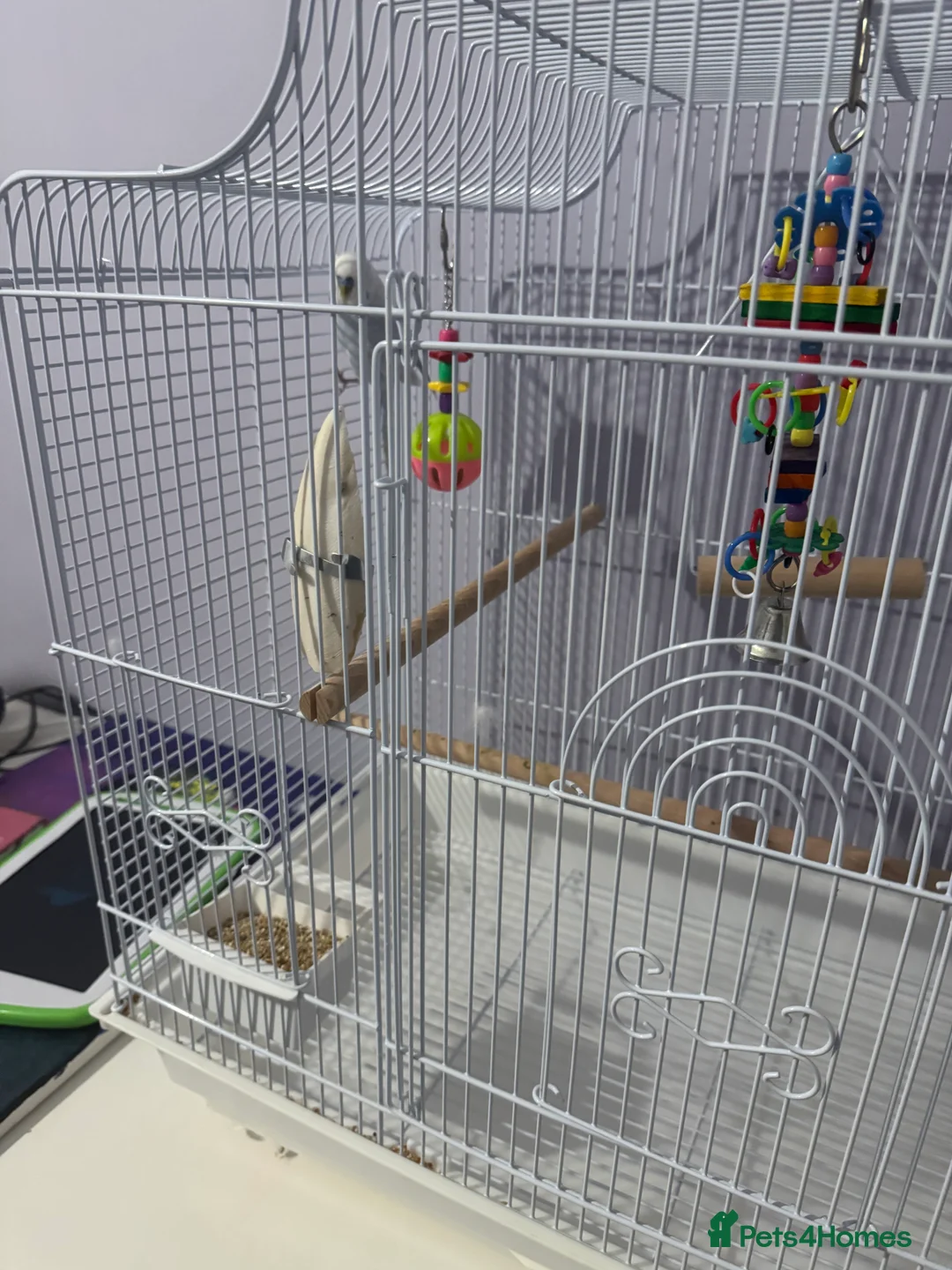 Budgerigars birds for sale: Beautiful Blue Boy  - Advert 5