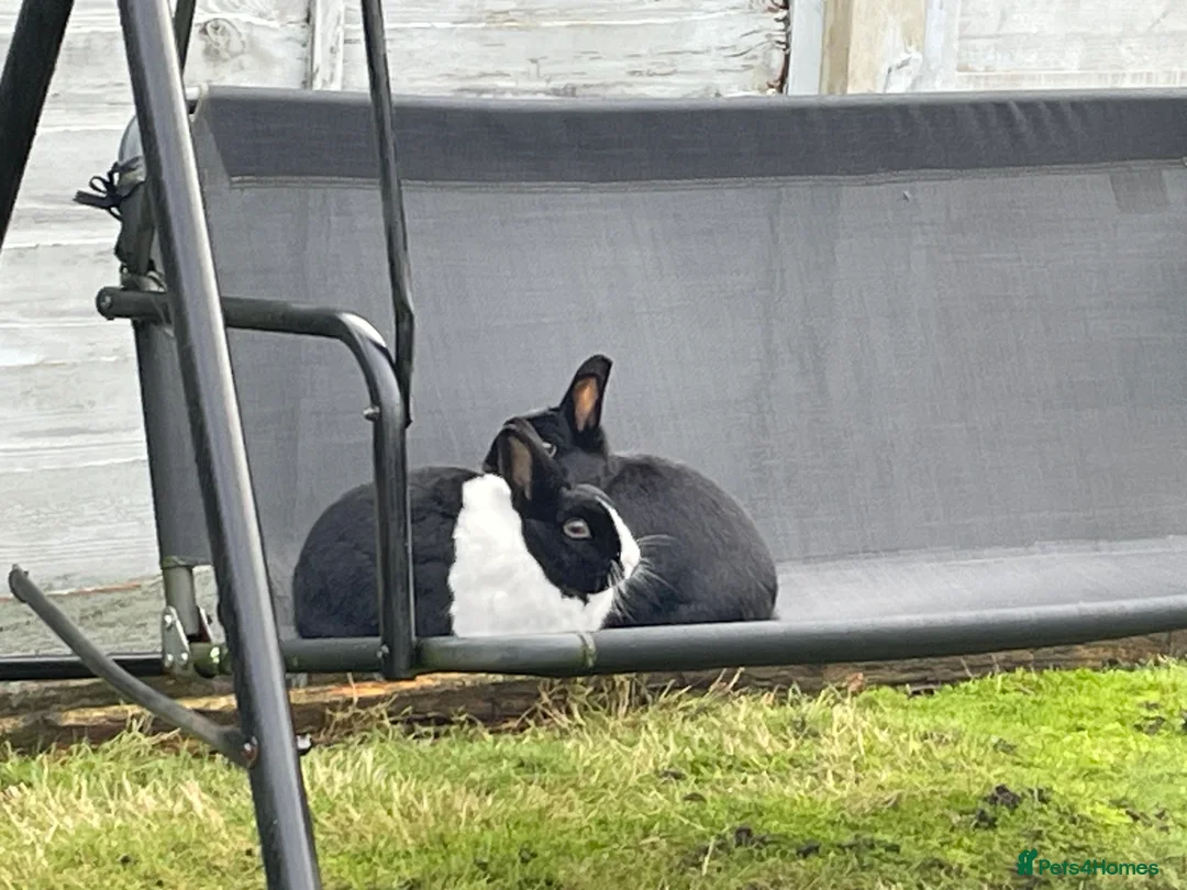 Dutch rabbits for sale: 2 rabbits for re-homing  - Advert 3