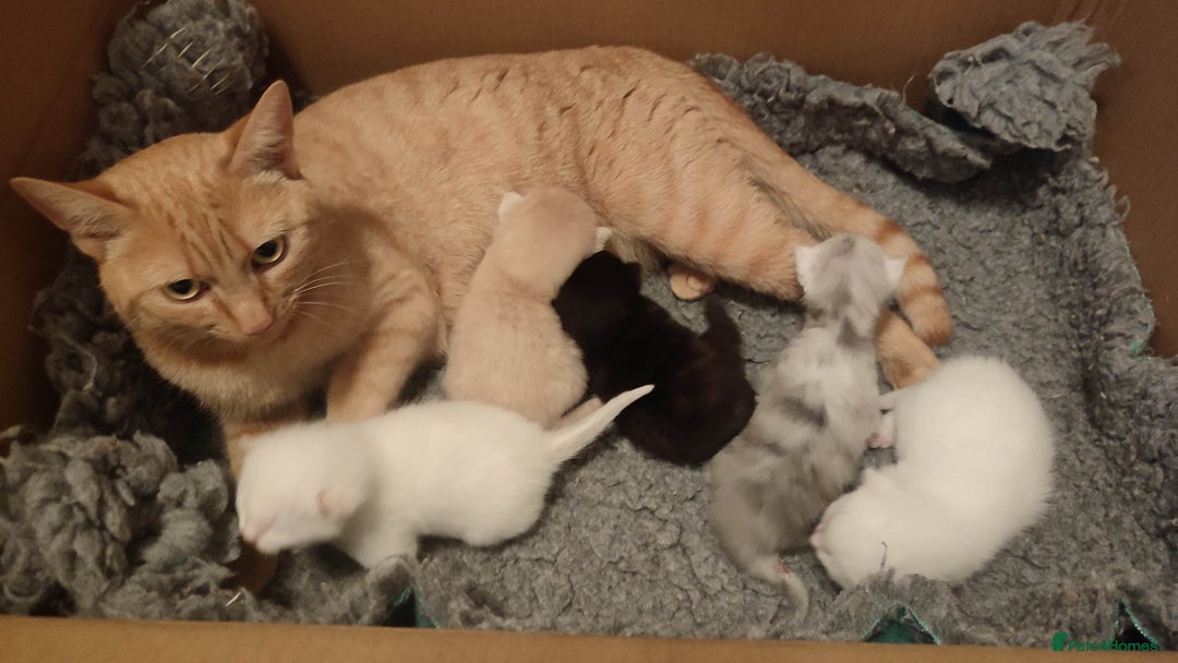 British Shorthair cats for sale: White and cream kittens!!! 😻 - Advert 8