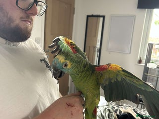 Budgerigars birds - Advert 24