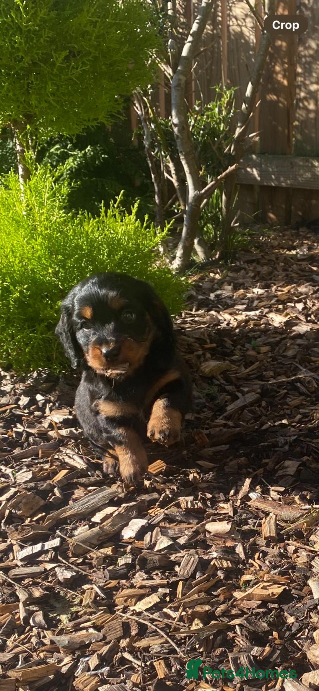 Mixed Breed dogs for sale: Daxipoo puppies - Image 19