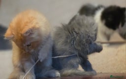 Persian cats for sale: Persian  - Image 19