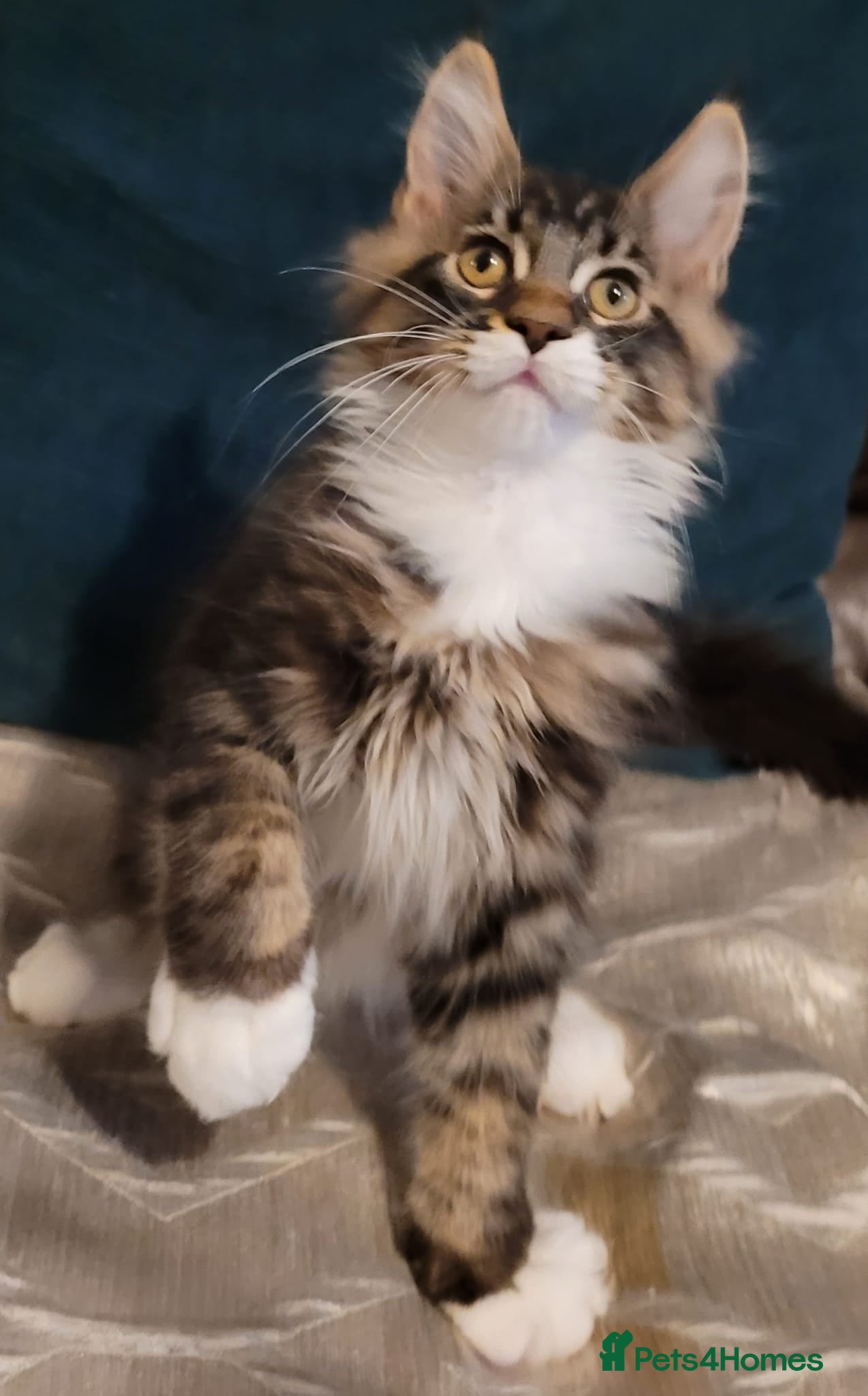 Maine Coon cats Stunning TICA Reg Maine Coon kittens - Advert 1