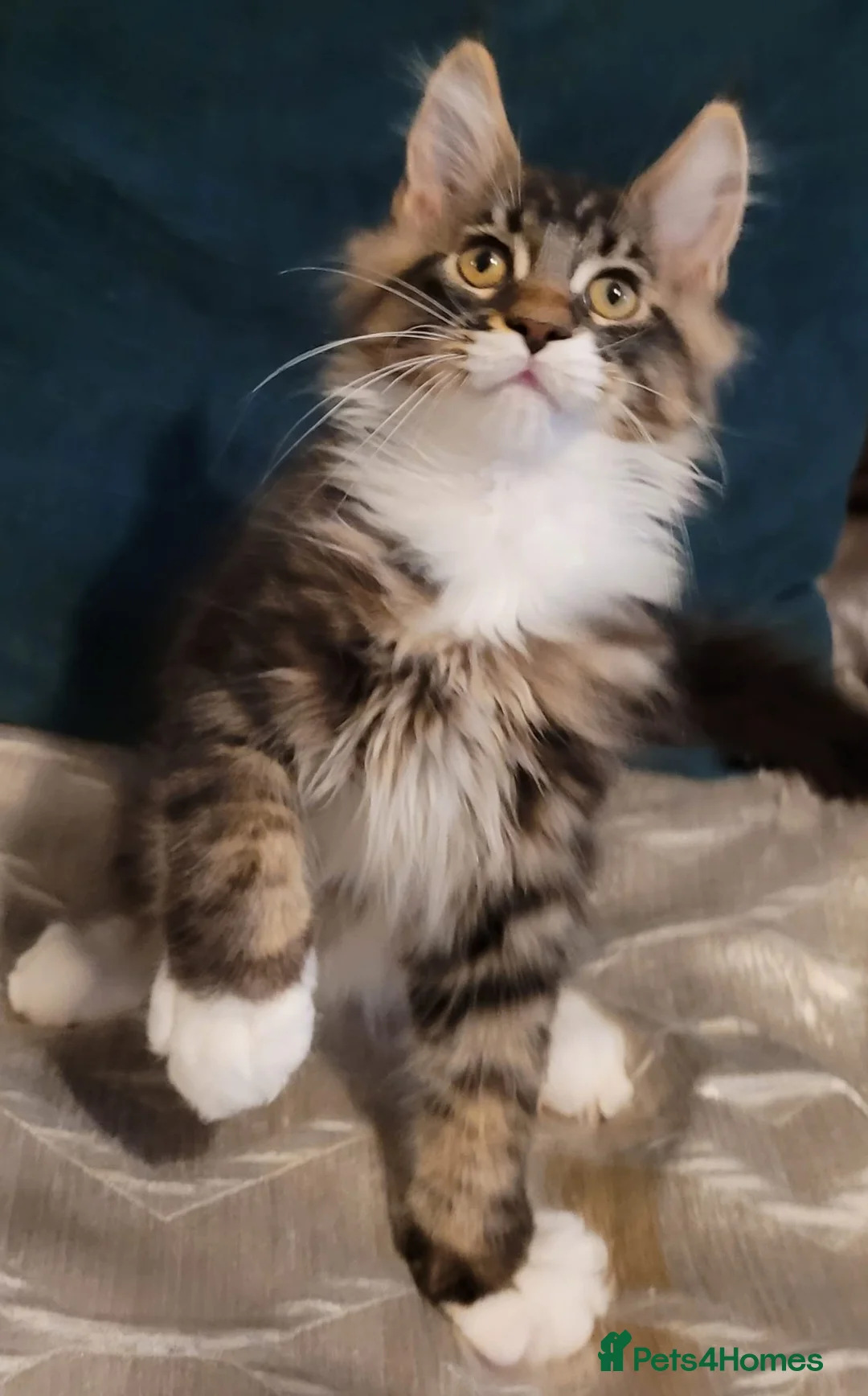 Maine Coon cats for sale: Stunning TICA Reg Maine Coon kittens - Advert 5