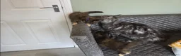 Maine Coon cats for sale: Tica, Health Checked Maine Coon kittens - Advert 4