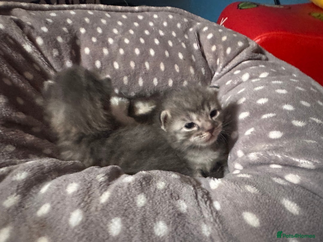 British Shorthair cats for sale: 2 Grey male British Shorthair kittens for sale  - Image 5