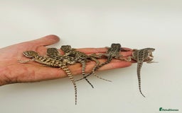 Bearded Dragon reptiles for sale: Baby bearded dragons  - Image 6