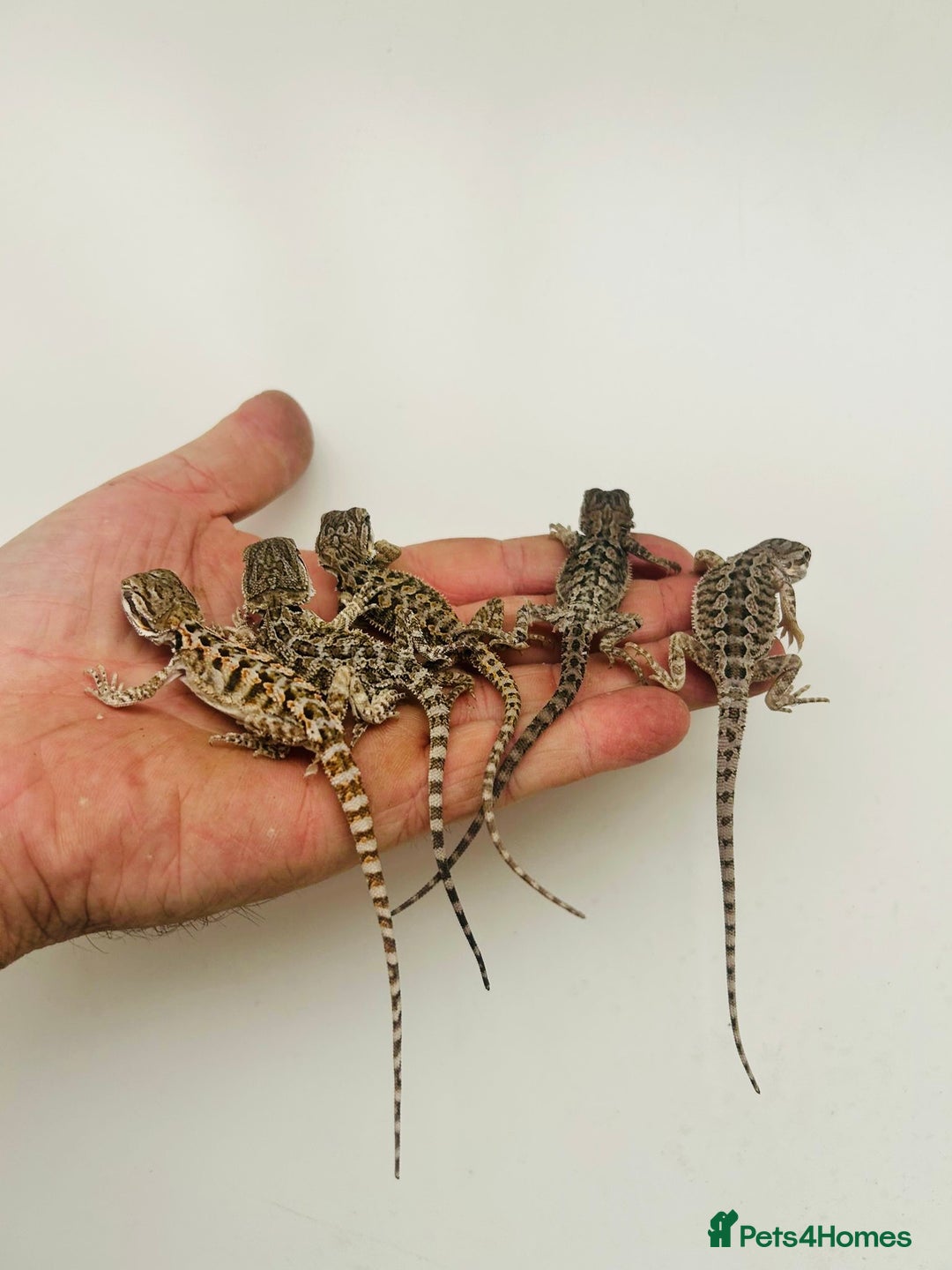 Bearded Dragon reptiles for sale: Baby bearded dragons  - Image 6
