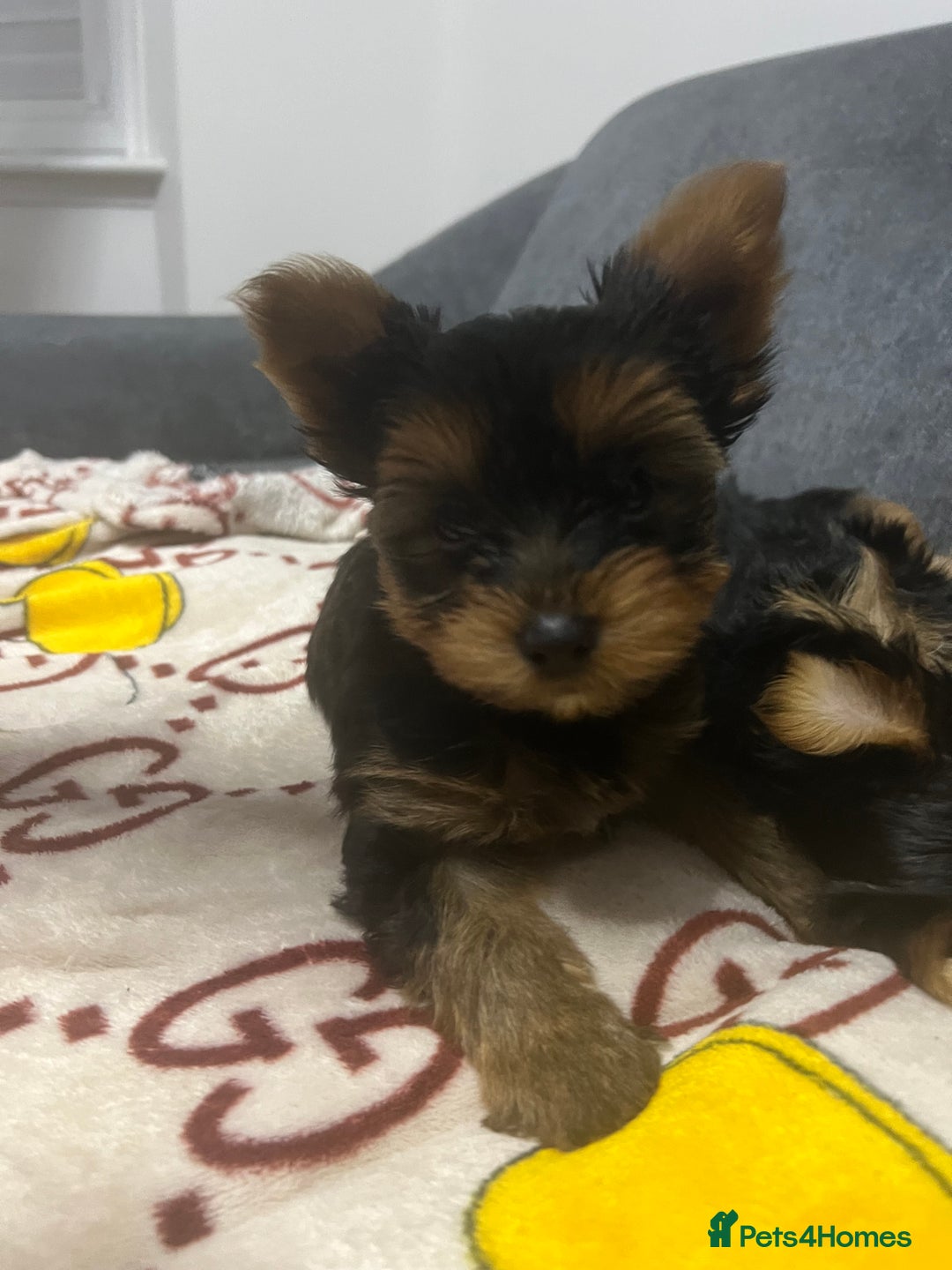 Yorkshire Terrier dogs for sale: Beautiful Yorkshire terrier Boys ready now 😻 - Advert 17