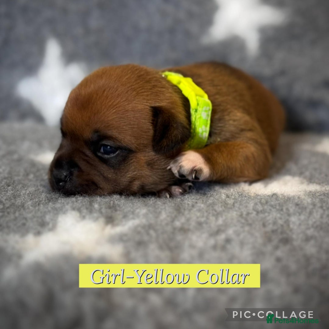 Staffordshire Bull Terrier dogs for sale: Outstanding Vangerbull Red SBT litter!  - Image 6