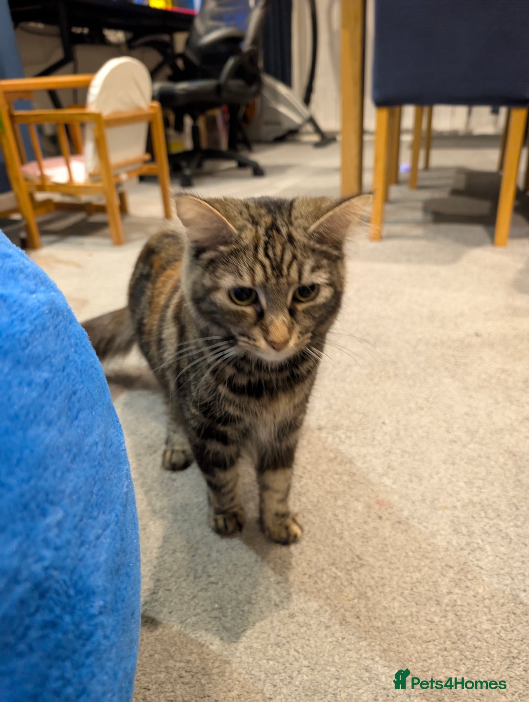 British Shorthair cats for sale: 2 Female Domestic Shorthair Kittens  - Image 6