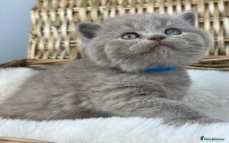 British Shorthair cats for sale: 5 Star - BSH Litter (Two Cinnamon, Fawn & Lilac) - Image 13