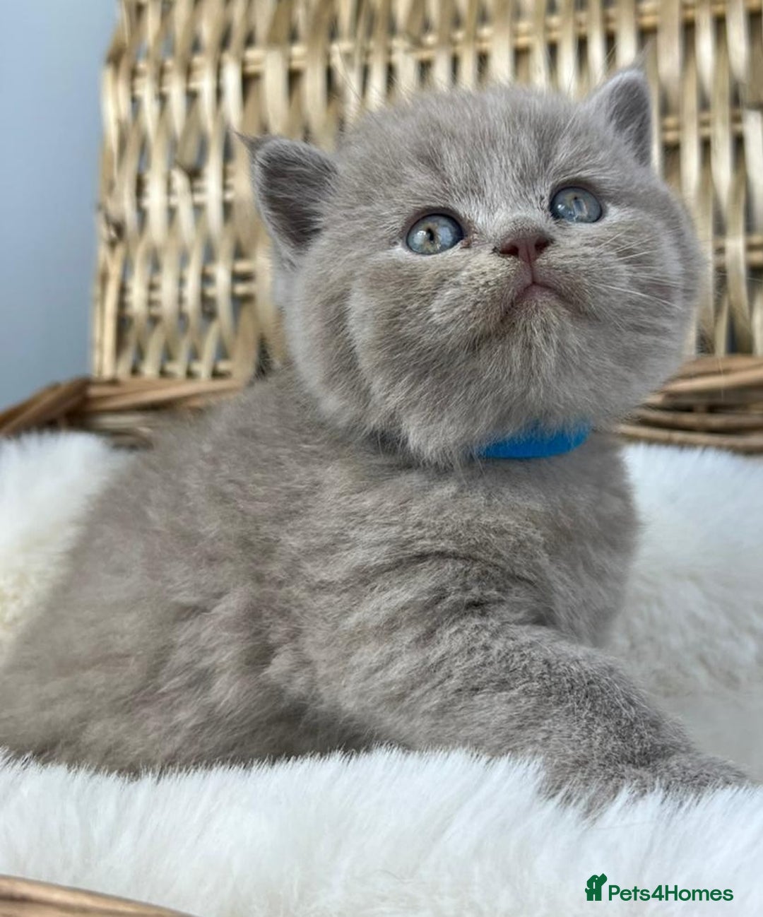 British Shorthair cats for sale: 5 Star - BSH Litter (Two Cinnamon, Fawn & Lilac) - Image 13