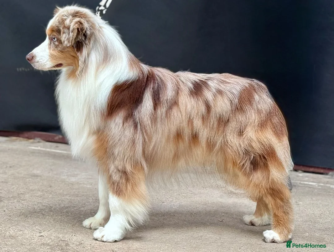 Miniature American Shepherd dogs for sale: Very exciting litter expected Mini American puppie - Advert 3