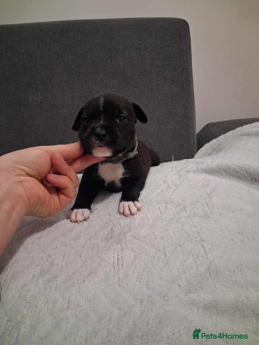 Staffordshire Bull Terrier dogs for sale: Show quality Staffordshire Bull Terrier - Advert 24