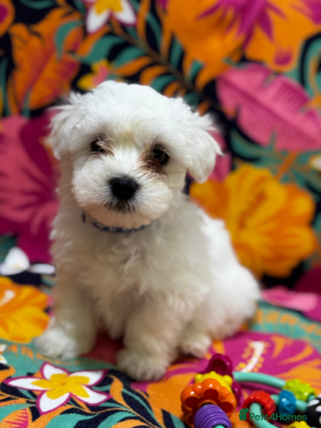 Maltese dogs for sale: Maltese Puppies - Image 6