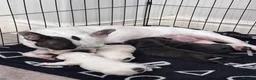 French Bulldog dogs for sale: Beautiful French bulldog puppies-surprise litter - Advert 12