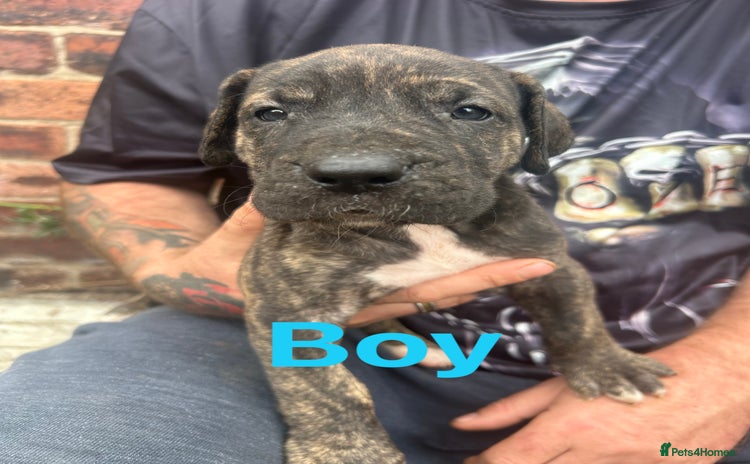 Mixed Breed dogs - Advert 1