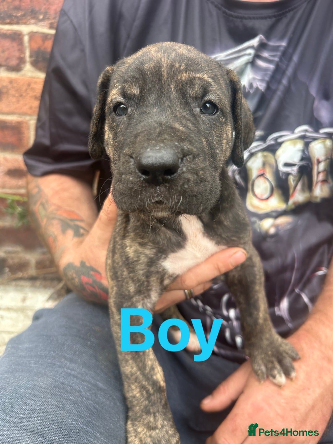 Mixed Breed dogs for sale: Daniff Puppies. Great Dane x Mastiff Ready 23/08 - Image 1