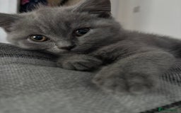 Brazilian Shorthair cats for sale: British short hair kittens  - Image 4
