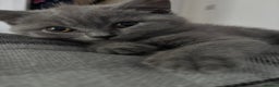 Brazilian Shorthair cats for sale: British short hair kittens  - Advert 4