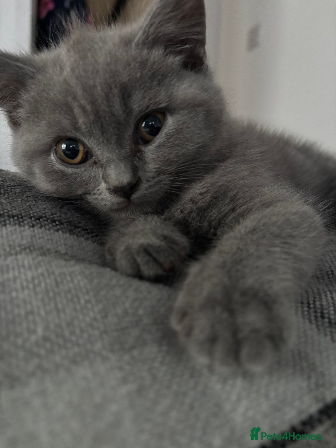 Brazilian Shorthair cats for sale: British short hair kittens  - Image 4