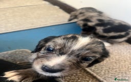Cocker Spaniel dogs for sale: Working cocker spaniel puppies - Image 9