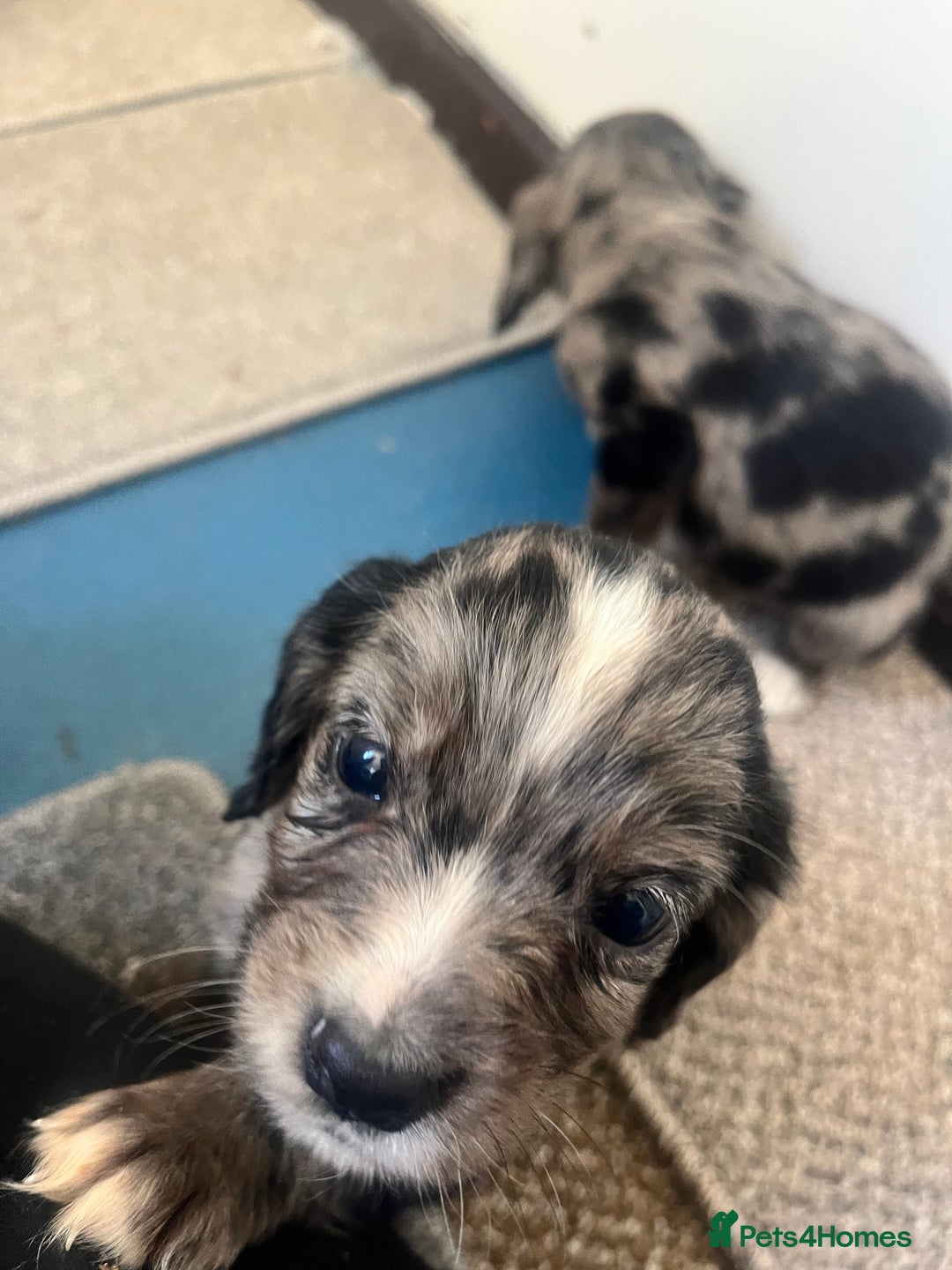 Cocker Spaniel dogs for sale: Working cocker spaniel puppies - Image 9