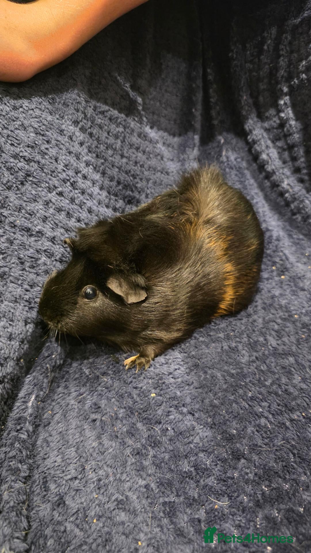 Guinea Pig rodents 2 Female Guinea Pigs & Hutch 💖 - Advert 2
