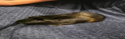 Guinea Pig rodents for sale: 2 Female Guinea Pigs & Hutch 💖 - Advert 2