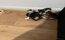 British Shorthair cats for sale: Kittens  - Image 1