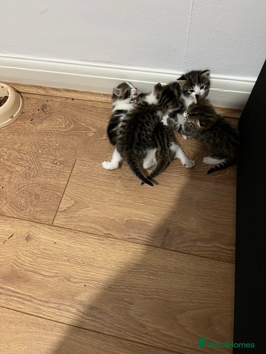 British Shorthair cats for sale: Kittens  - Image 1