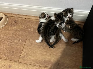 British Shorthair cats for sale - Advert 1