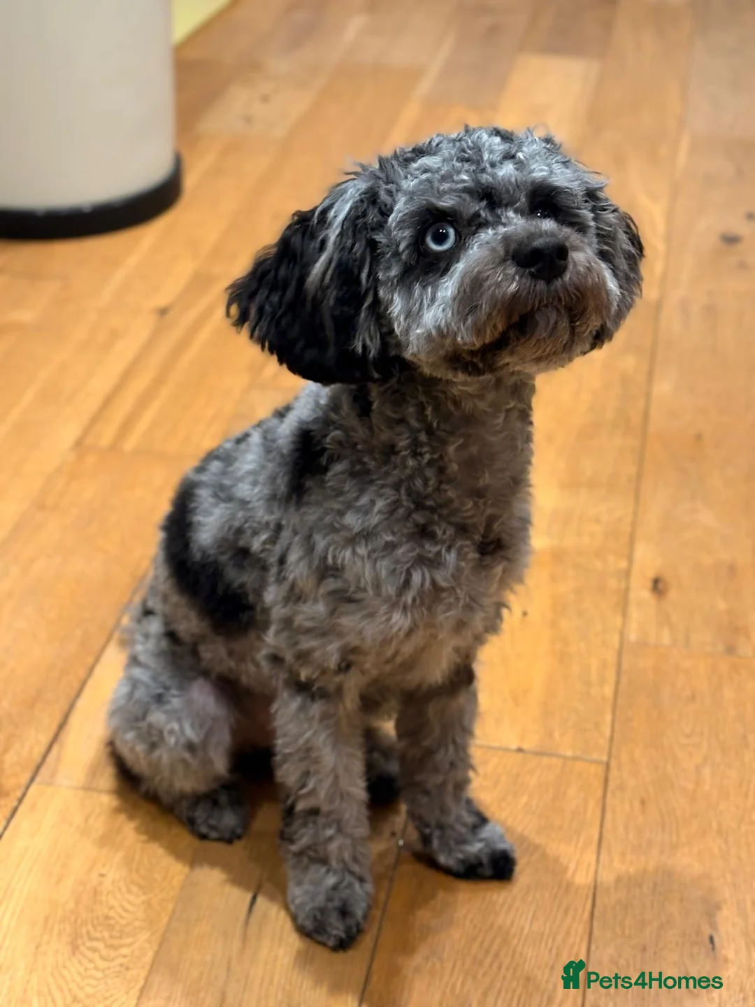 Cavapoo dogs for sale: Beautiful Blue Merle Cavapoo F1B - 7 months old - Advert 3