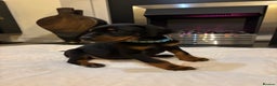 Dobermann dogs for sale: Stunning KC Dobermans champion bloodlines  - Advert 31