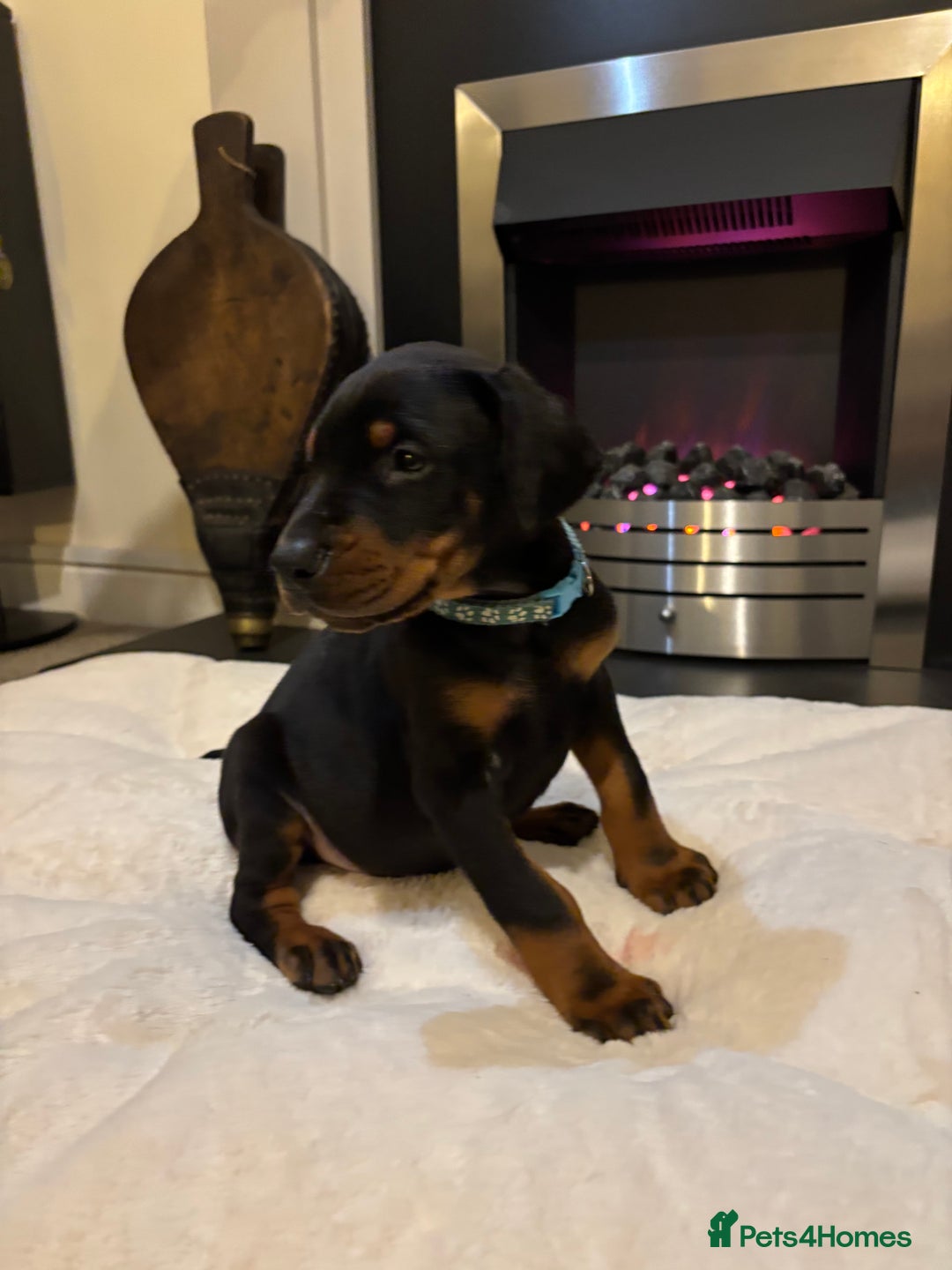 Dobermann dogs for sale: Stunning KC Dobermans champion bloodlines  - Advert 31