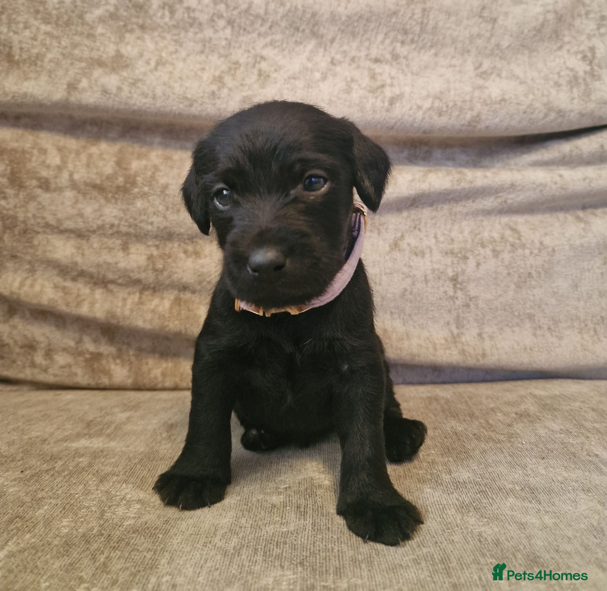Patterdale Terrier dogs ❤️🐕Beautiful Patterdale puppies for sale🐕❤️ - Advert 3