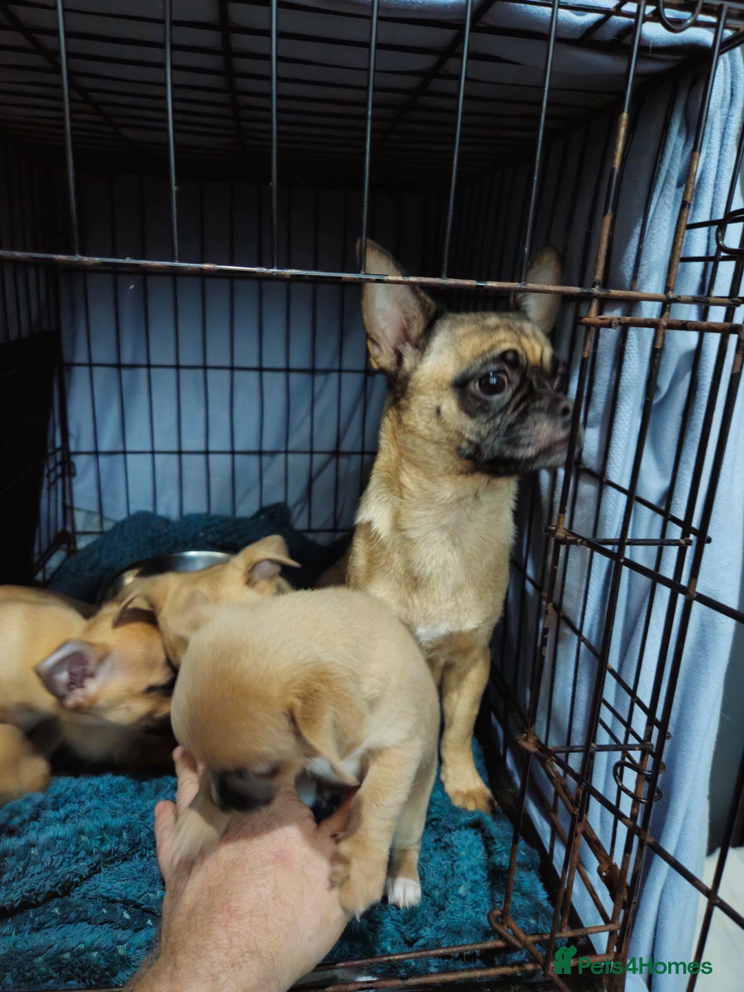 Chug dogs for sale: Beautiful chugs for sale  - Advert 10