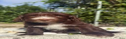 Australian Labradoodle dogs for sale: Australian labradoodles  in Leicester - Advert 23