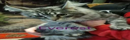 Maine Coon cats for sale: Pedigree Mainecoon kittens Ready now - Advert 4
