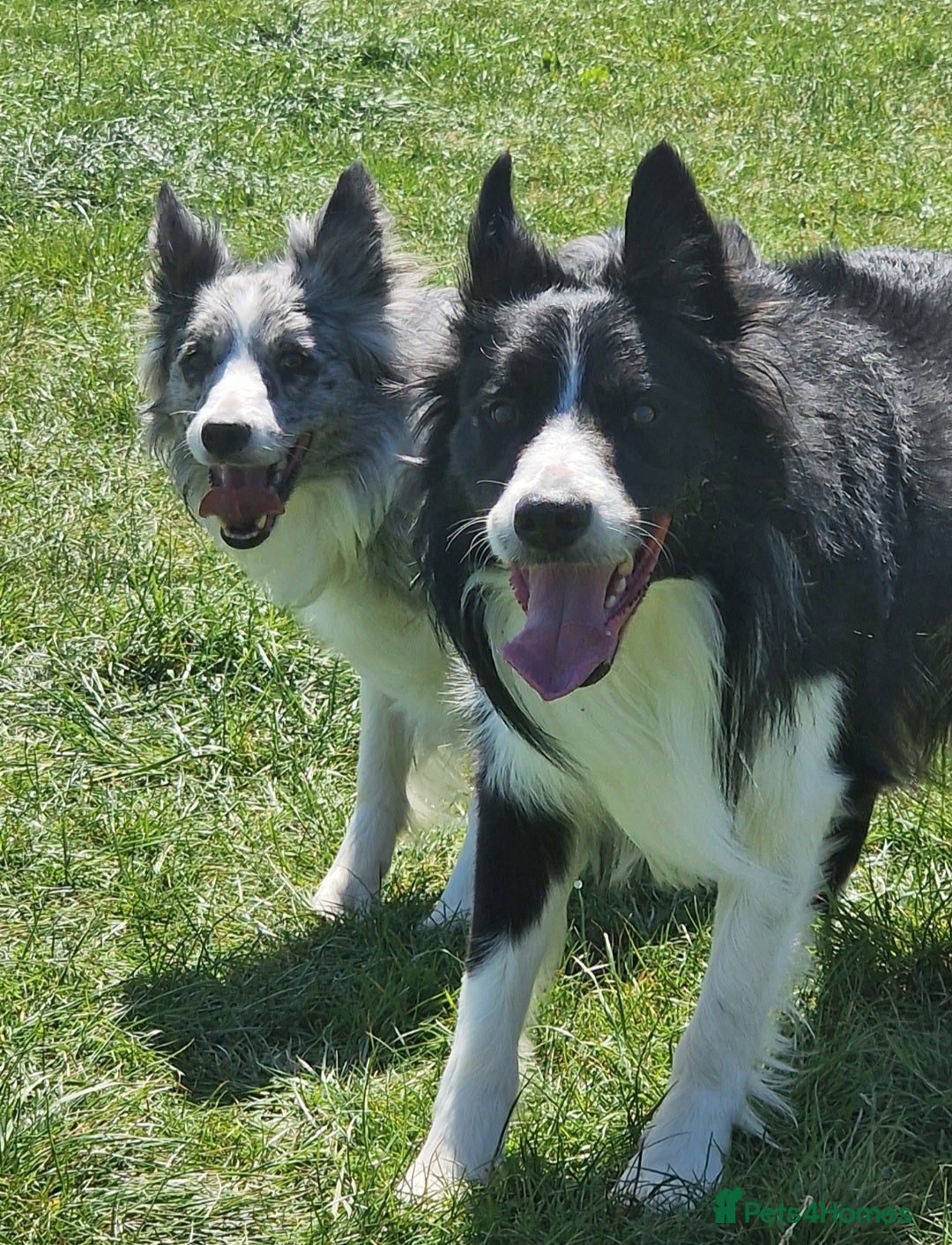 Border Collie dogs for stud: Beautiful young man for stud - Image 3