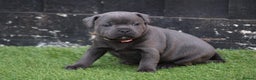 Staffordshire Bull Terrier dogs for stud: THE ONLY VALGLO STUD- VALGLO TOP GUN -BLUE CARRIER in Dudley - Advert 25