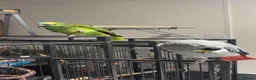 Parrots birds for sale: African Grey Congo & Amazons blue -for Sale - Advert 4