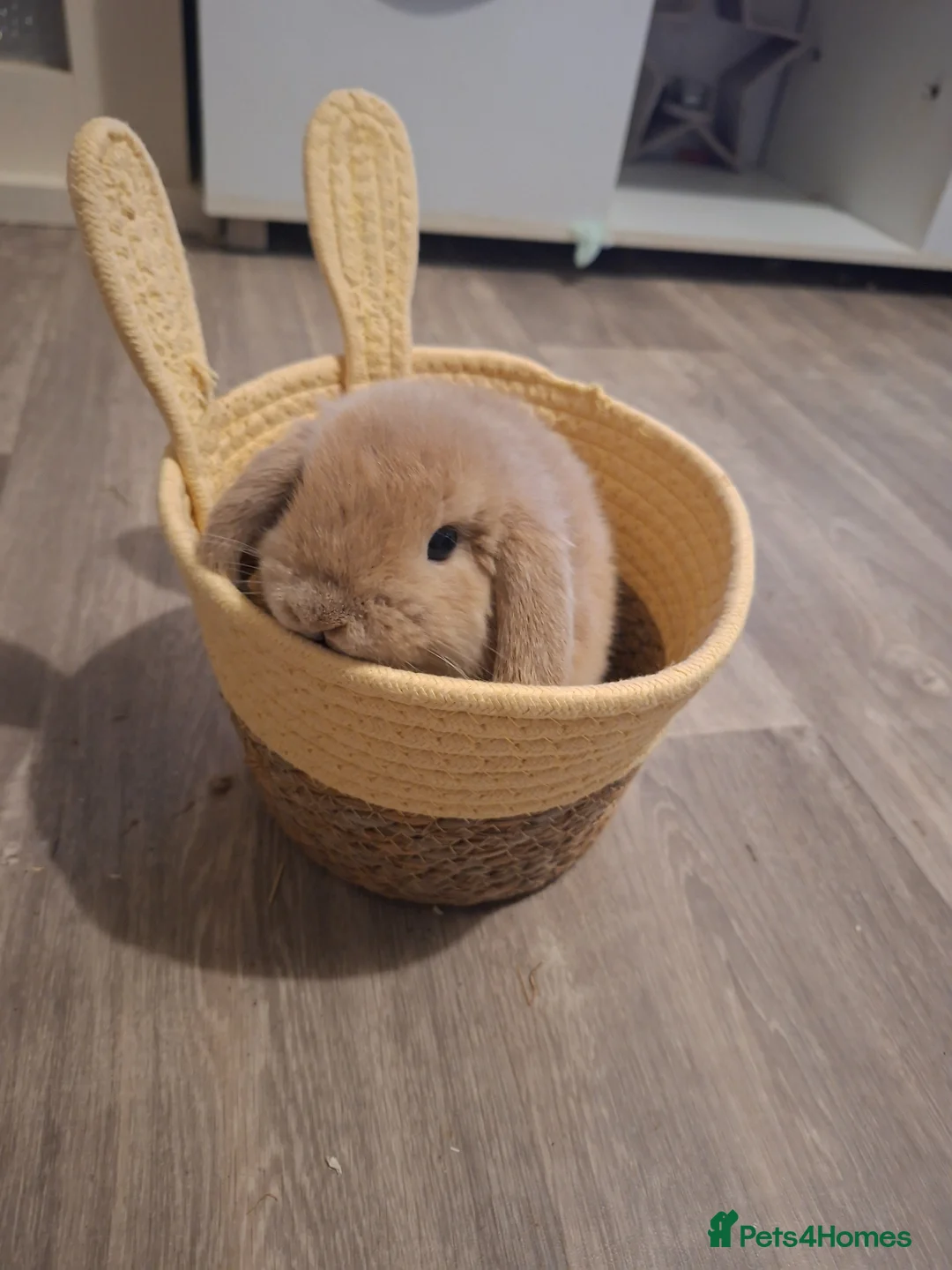 Mini Lop rabbits for sale: Buck male mini lop - Advert 2